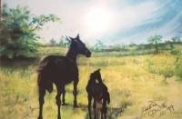 The Colt