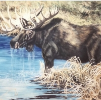 Morning Moose