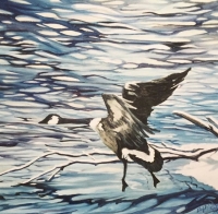 Canadian Goose