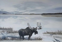 Bull Moose